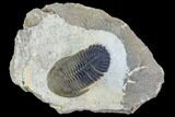 Hollardops Trilobite - Multi-Toned Shell Color #125216-1